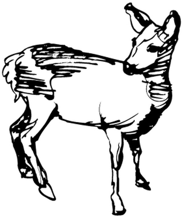 Coloriages Animaux – Cerf Biches Autres intérieur Coloriage Animaux Gazelle