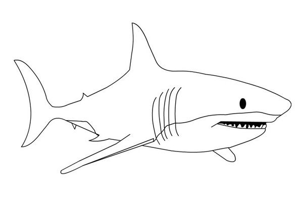 Coloriages Animaux Requins encequiconcerne Dessin De Requin A Colorier Et A Imprimer