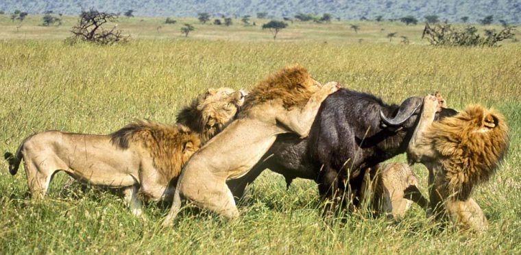 Combats Spectaculaires Entre Des Animaux Sauvages (Ii) (4) encequiconcerne Chasse Des Animaux Sauvages En Afrique