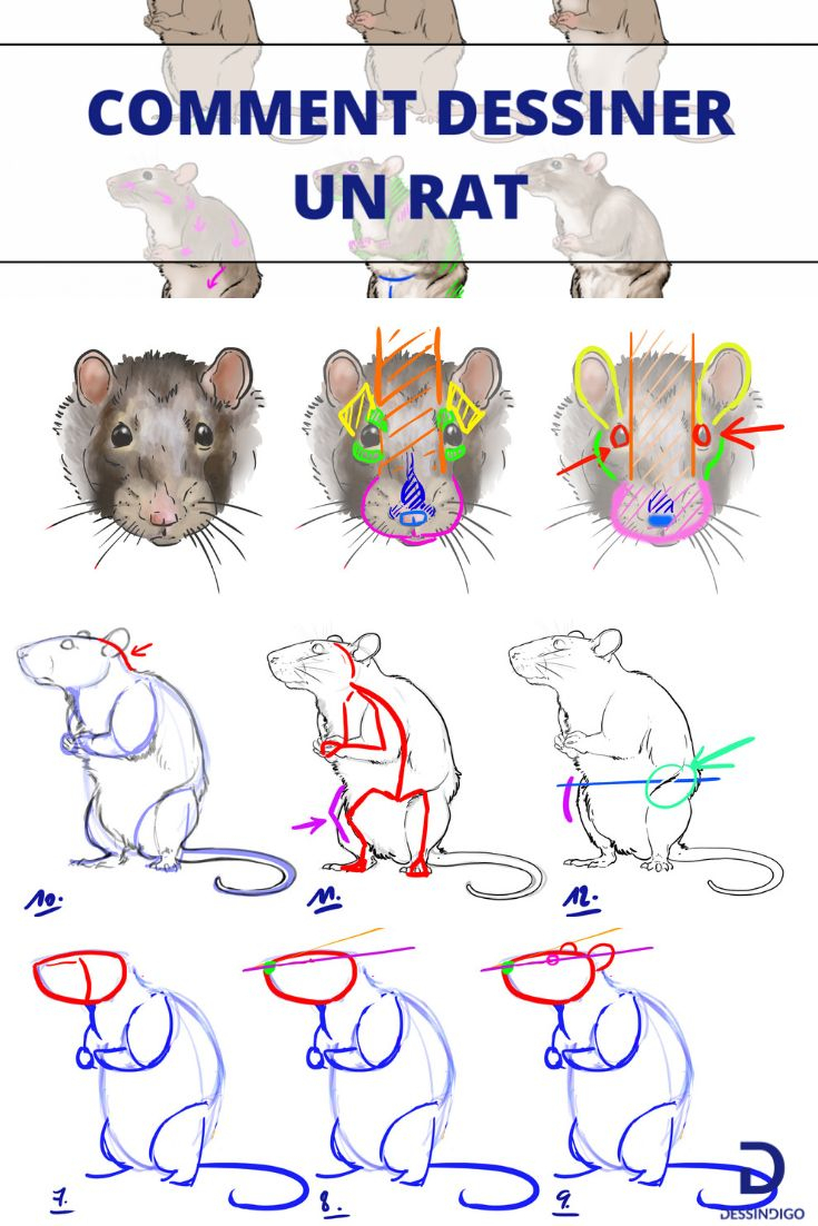Comment Dessiner Un Rat | Dessin Rat, Dessin, Comment Dessiner à Dessin A Colorier Facile Rat