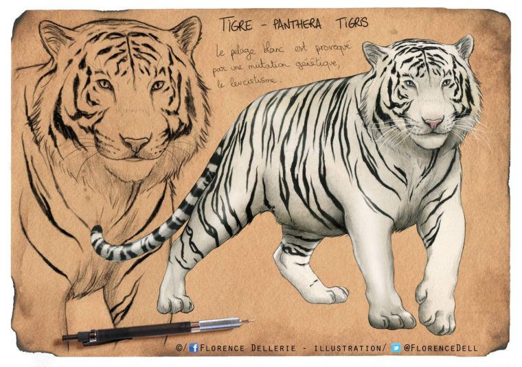 Croquis Et Illustration – Tigre Blanc – Le Carton À Dessins De Flo avec Images Dessin Tigre