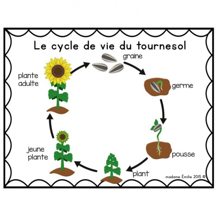 Cycle De Vie Tournesol destiné Image Sequentielle Graine Cycle De Vie Tournesol destiné Image Sequentielle Graine