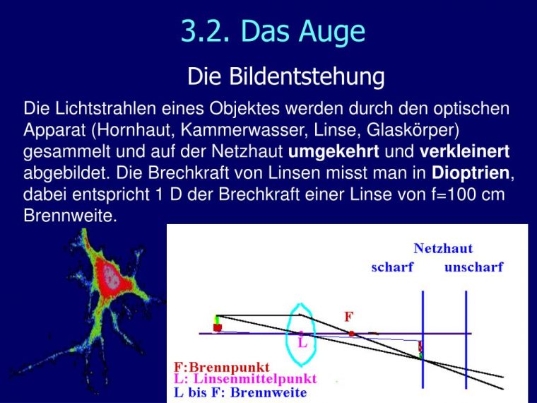 Das Auge Bildentstehung – Test 5 dedans Das Auge Klasse 7