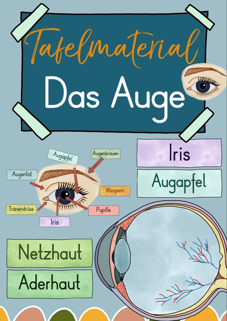 Das Auge – Tafelmaterial Auge Von Außen & Innen – Unterrichtsmaterial destiné Arbeitsblatt Bestandteile Des Auges