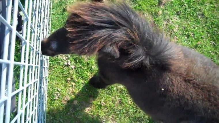 Das Kleinste Pony Der Welt & Die Geschichte Von Prinzessin Fallabella intérieur Kleinstes Pferd Der Welt/Fallabella