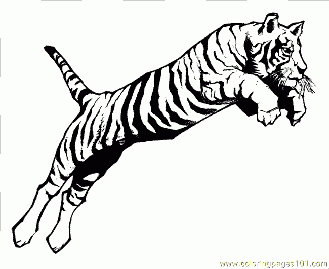 Dessin De Coloriage Tigre À Imprimer – Cp25667 serapportantà Dessin De Tigre A Colorier Et A Imprimer