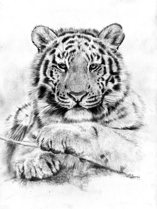 Dessin De Portrait De Tigre Par Laurence Saunois, Artiste Animalier intérieur Images Dessin Tigre