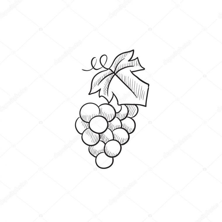 Dessin Grappe De Raisin – Dessin pour Image A Colorier Dune Feuille D'Acrable Dessin Grappe De Raisin – Dessin pour Image A Colorier Dune Feuille D'Acrable