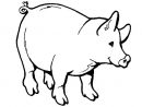 Dessins Cochon (Animaux) À Colorier - Coloriages À Imprimer intérieur Coloriage Animaux Domestiques À Imprimer Gratuit
