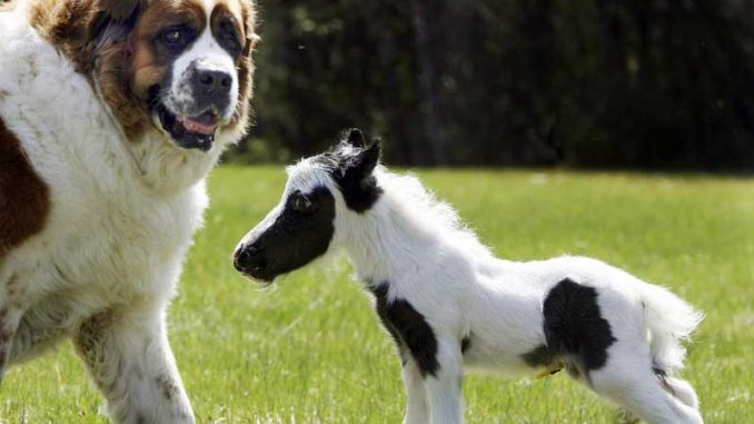 Falabella – Das Kleinste Pferd Der Welt intérieur Kleinstes Pferd Der Welt/Fallabella