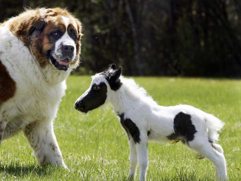 Falabella - Das Kleinste Pferd Der Welt tout Kleinstes Pferd Der Welt/Fallabella