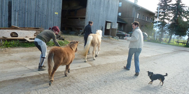 Falabella-Fohlen. Kleinstes Pferd Der Welt Als Geschenk! concernant Kleinstes Pferd Der Welt/Fallabella