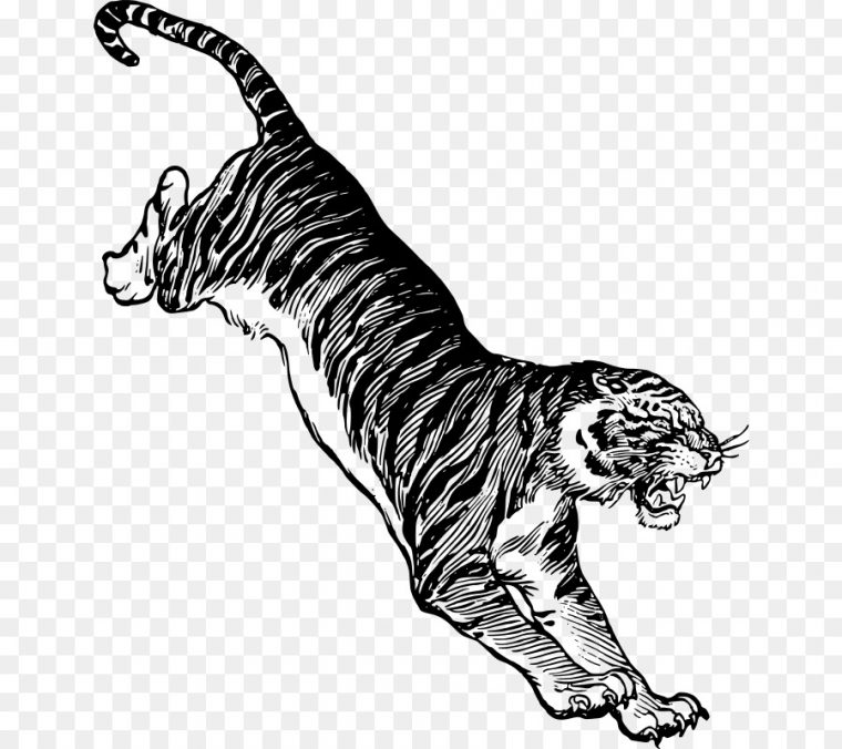 Felidae, Tigre Blanc, Dessin Png – Felidae, Tigre Blanc, Dessin intérieur Images Dessin Tigre