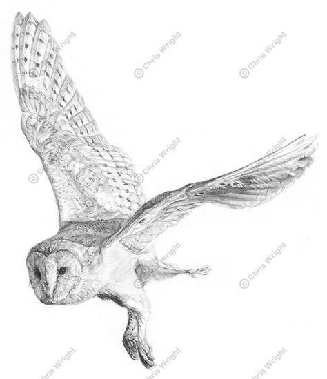 Flying Barn Owl Tattoo – Google Search | Chouette Uage, Uage à Coloriage Animaux 974