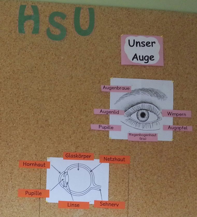 Forscherauftrag Kalender Datei Auge Map Auge Plakat Und Wortkarten Pilz pour Arbeitsblatt Bestandteile Des Auges