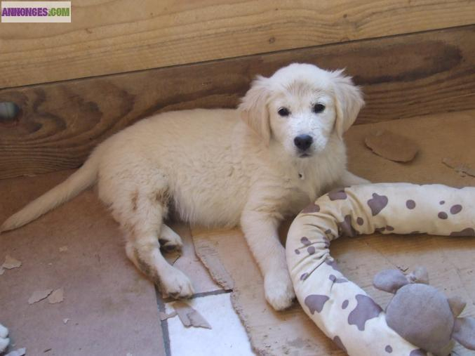 Golden Retriever Non Lof concernant Image A Imprimer De 2 Goleden Retrever