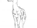 Grand Gazelle-Sketch intérieur Coloriage Animaux Gazelle