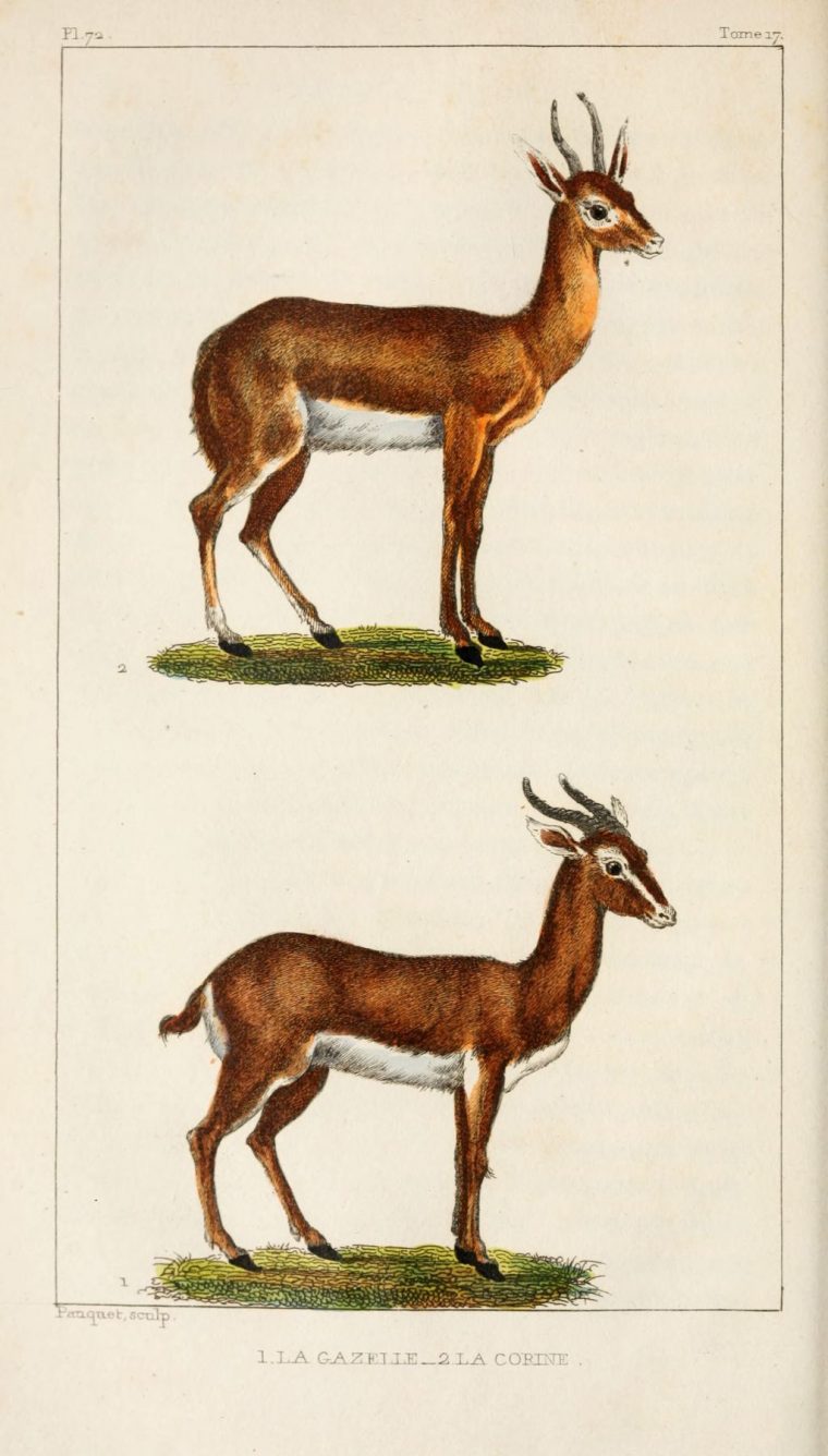 Gravures Mammiferes Buffon – Gravures Mammiferes Buffon – Gazelle dedans Coloriage Animaux Gazelle