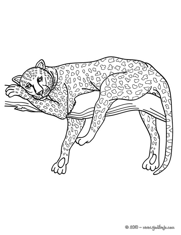 Guepardo Para Colorear | Cat Coloring Page, Animal Coloring Pages, Dog encequiconcerne Coloriage Mandala Jaguar