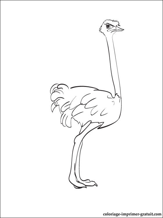 Image De Dessin Facile: Dessin Anime Autruche Qui Court Vite pour Dessin A Colorier Facile Qui Court