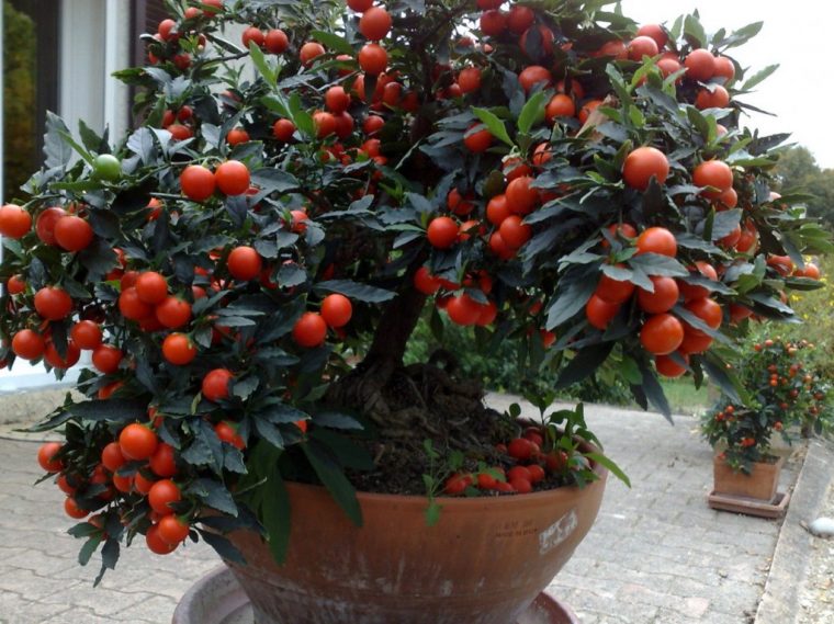 Jardiner Avec La Lune En Mars 2016 - Jardiner Avec Jean-Paul à Arbuste Interieur Qui Fleurie Au 10Ans