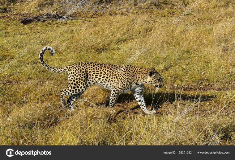 Jeune Léopard Femelle À La Recherche D'Animaux À Chasser Dans La intérieur Chasse Des Animaux Sauvages En Afrique