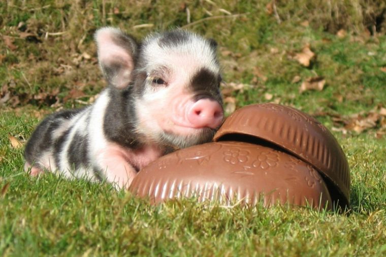 Kennen Sie Die Bedeutung Von Ostern? 10 Besondere Tipps Für Die tout Die Osterfeiertage Und Ihre Bedeutung Kennen Sie Die Bedeutung Von Ostern? 10 Besondere Tipps Für Die tout Die Osterfeiertage Und Ihre Bedeutung