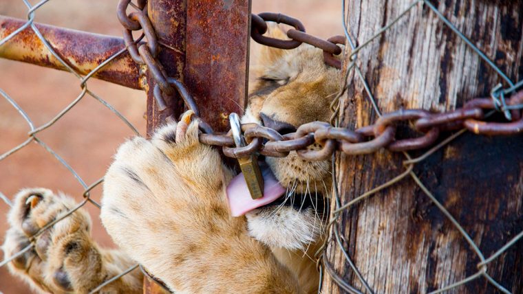 L'Afrique Du Sud Va Interdire L'Élevage De Lions En Captivité Pour La avec Chasse Des Animaux Sauvages En Afrique