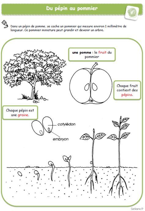 Les 30+ Meilleures Images De Automne Maternelle En 2020 | Automne concernant Coloriage Maternelle Pdf 6E