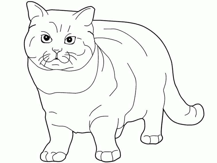 Les 40+ Meilleures Dessin Gros Chat 117135-Dessin Gros Chat Noir tout Coloriage Animaux Gros Yeux Les 40+ Meilleures Dessin Gros Chat 117135-Dessin Gros Chat Noir tout Coloriage Animaux Gros Yeux