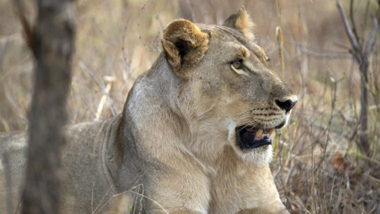Mort Du Lion Cecil : Le Zimbabwe Restreint La Chasse Aux Grands Animaux concernant Chasse Des Animaux Sauvages En Afrique