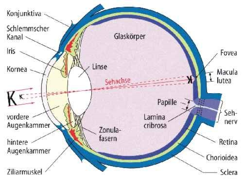 Optik-Stoof – Lauda-Königshofen destiné Arbeitsblatt Bestandteile Des Auges