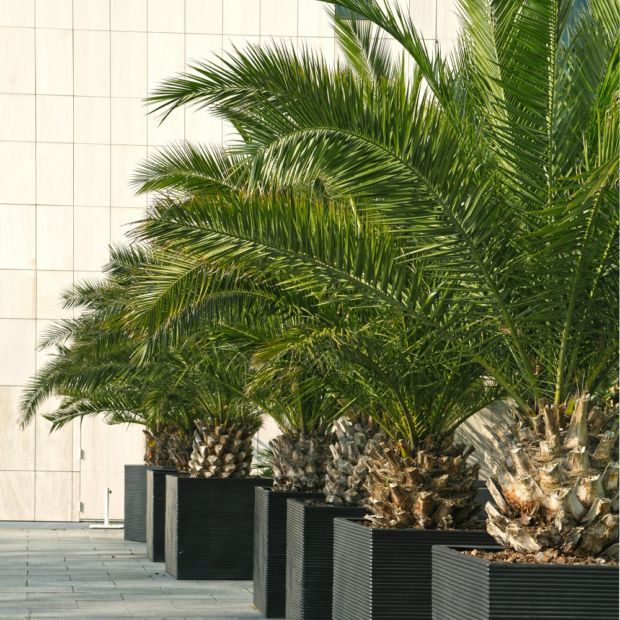 Palmier Phoenix Canariensis En Pot De 15Cm , Hauteur Avec Pot 60Cm tout Arbuste Interieur Qui Fleurie Au 10Ans