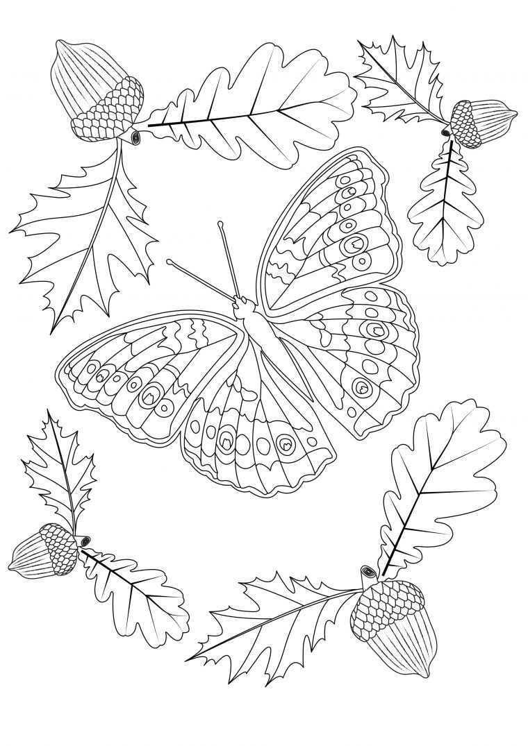 Papillon D Automne – Papillons & Insectes – Coloriages Difficiles Pour concernant Feuille Coloriage Animaux