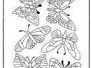 Papillons 1 - Coloriages Insectes à Coloriage Mandala Libellule