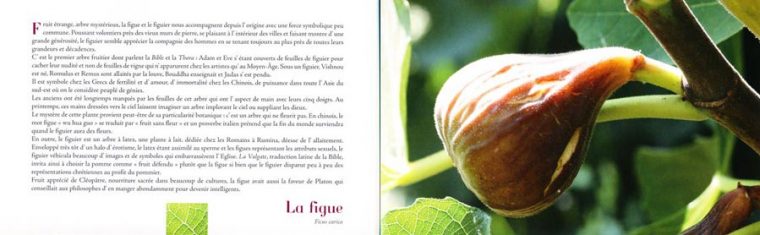Paroles De Fruits – Livre De Jean-Yves Maisonneuve dedans Paroles Tout Les Lacgume