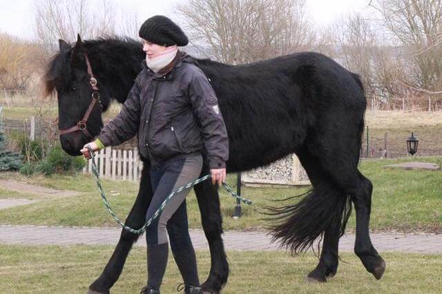 Pferde destiné Kleinstes Pferd Der Welt/Fallabella