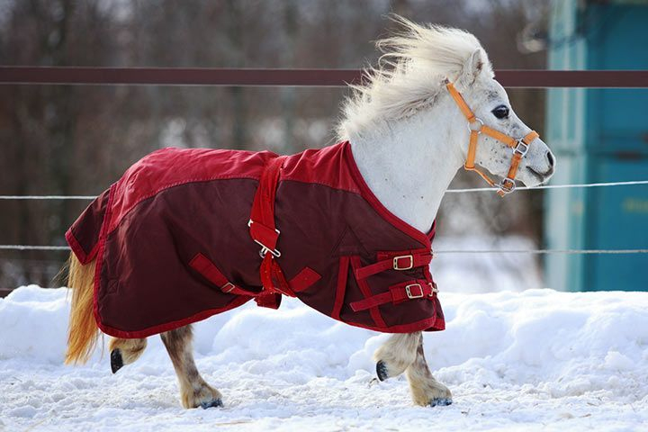 Pony dedans Kleinstes Pferd Der Welt/Fallabella
