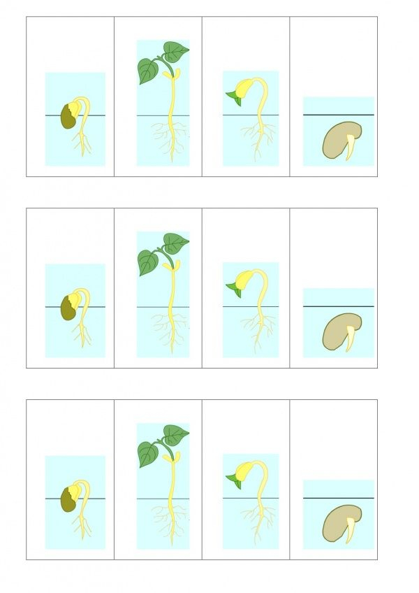 Portfolio 1P – La Germination Du Haricot A Remettre Dans L'Ordre.22 tout Image Sequentielle Graine Portfolio 1P – La Germination Du Haricot A Remettre Dans L'Ordre.22 tout Image Sequentielle Graine