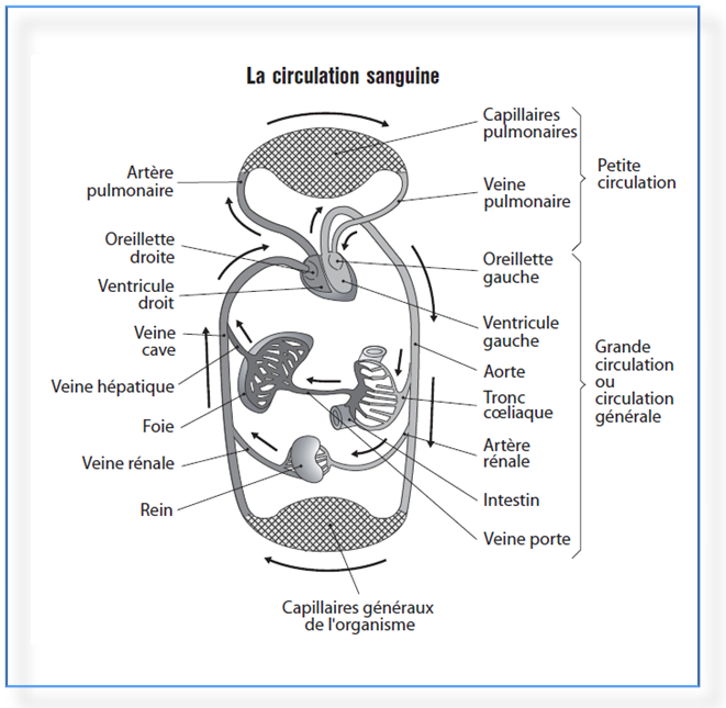 Qcm-Concours-Gratuits: La Circulation Sanguine – Biologie avec Schacma Vierge Svt Respiration Pdf