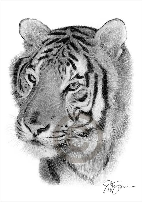 Realiste Dessin Tigre Facile tout Images Dessin Tigre