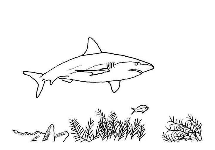 Sharks For Children – Sharks Kids Coloring Pages intérieur Dessin A Colorier Facile Requin
