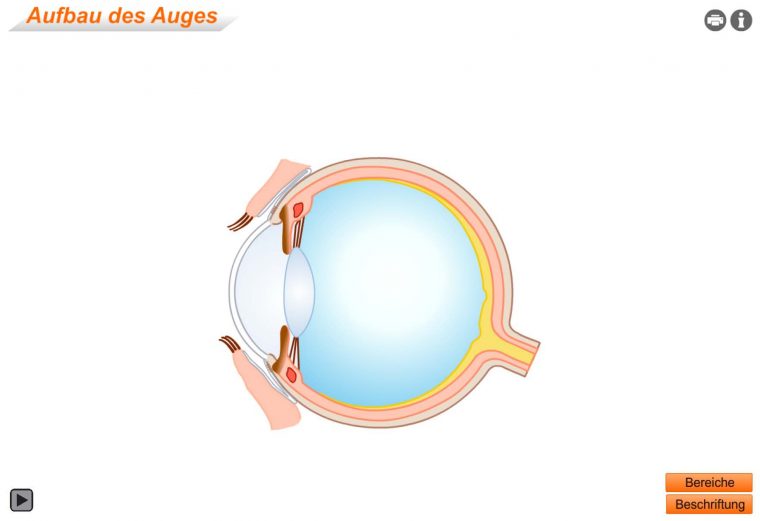 Suchergebnisse | Learn:line Nrw intérieur Arbeitsblatt Bestandteile Des Auges