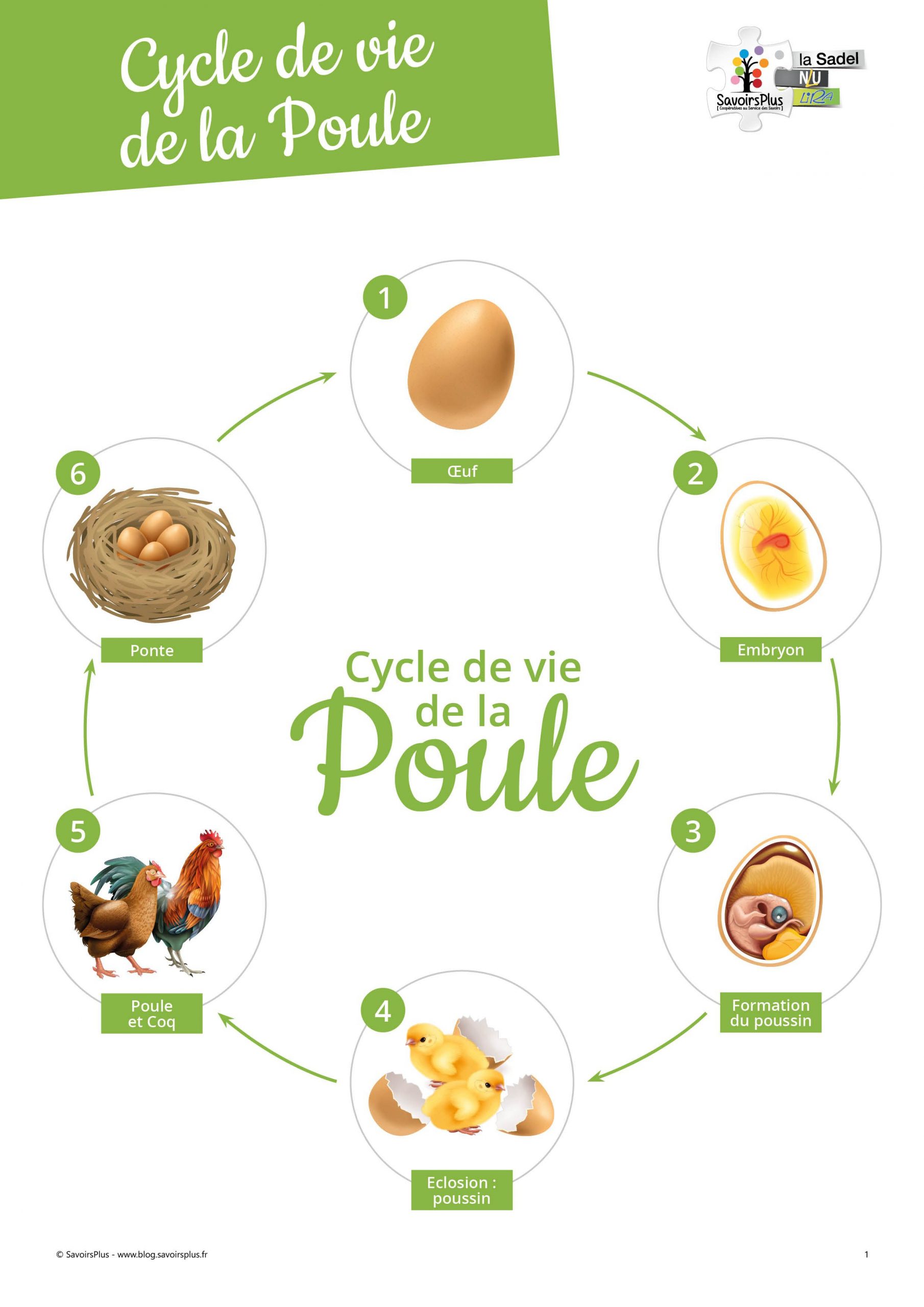 Téléchargement - Cycle De Vie De La Poule - Le Blog Savoirsplus En 2021 pour Histoire Sacquentielle Oeuf Poule