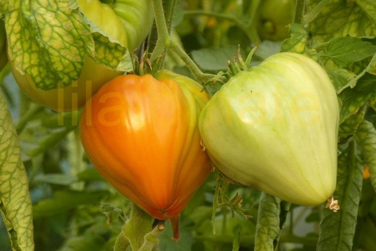 Tomate 'Orange Russian' Saatgut à Frucht Mit Y Am Anfang