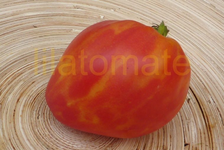 Tomate 'Orange Russian' Saatgut avec Frucht Mit Y Am Anfang