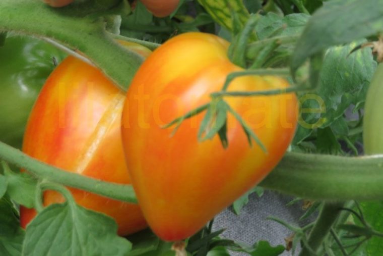 Tomate 'Orange Russian' Saatgut concernant Frucht Mit Y Am Anfang
