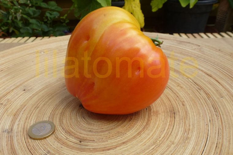 Tomate 'Orange Russian' Saatgut destiné Frucht Mit Y Am Anfang