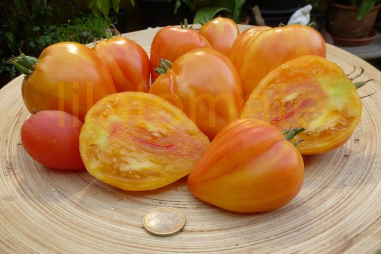 Tomate 'Orange Russian' Saatgut encequiconcerne Frucht Mit Y Am Anfang