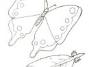 Un Papillon Et Une Plume, À Colorier | Coloriage Papillon, Coloriage dedans Danseuse Étoile Hugo L&amp;#039;Escargot